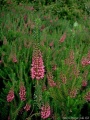 Thumbnail for version as of 21:14, 28 March 2006