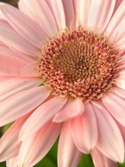 Pink daisy.jpg