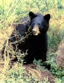 American Black Bear (Ursus americanus) Family: Ursidae
