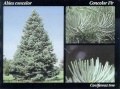 White fir (A. concolor) Genus: Abies