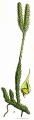 Lycopodium clavatum