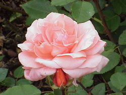 Rosa sp.50.jpg