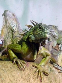 449px-GREEN IGUANAs.jpg