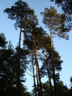 Pinus sylvestris.jpg