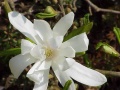 M. stellata