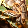 Royal Python