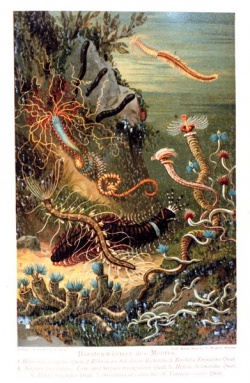 Annelida.jpg