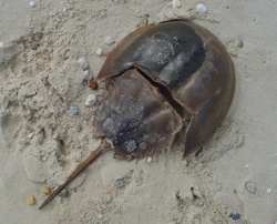 Horseshoe crab.jpg