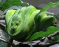Baum Python