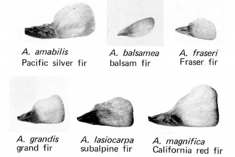 File:Abies seeds.jpg