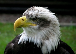 Baldeagle.jpg