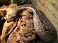 Argentine Boa