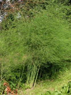 Asparagus officinalis.jpg