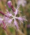 Dianthus superbus