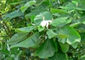 M. dealbata