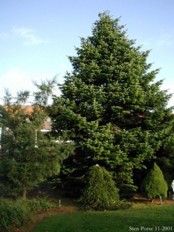 Image-Abies-nordmanniana-habit.JPG