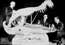 Deinosuchus skull.jpg