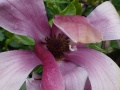 M. liliiflora