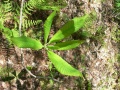 M. tripetala