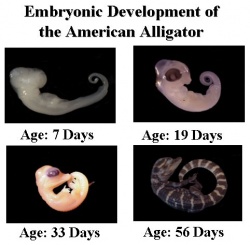 Alligatory embryo develop.jpg