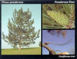 Ponderosa pine.JPG