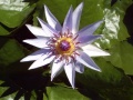 Nymphaea colorata from Africa