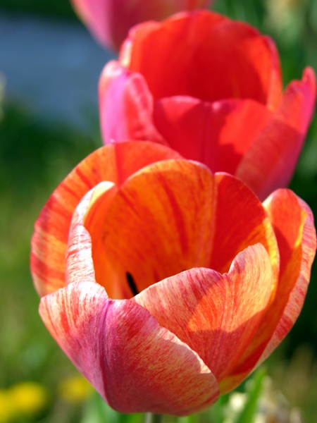 File:Tulip.jpg
