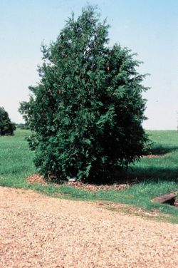 Thuja occidentalis tree.jpg