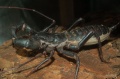 Thumbnail for version as of 21:17, 10 February 2006