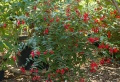 Fuchsia regia