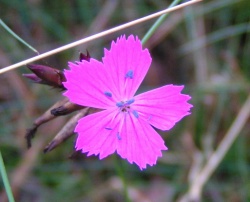 Carnation.jpg