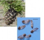 Bristlecone cones.JPG