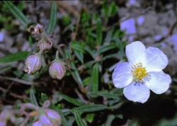200px-Helianthemum apenninum eF.jpg
