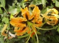 Chinese lily (L. rosthornii) Genus: Lilium