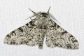 Thumbnail for version as of 15:13, 20 July 2006