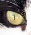Cats eye closeup.jpg