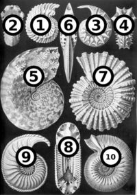 Haeckel Ammonitida numbered.jpg